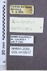 Etikette zu Ampedus aethiops (NHMW-ZOO-COL-0010511)